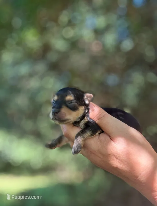 Penny  – Yorkshire Terrier puppy for sale in Sumter, SC