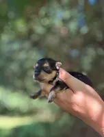 Penny , a female Yorkshire Terrier for sale in Sumter, SC – 1 of 1