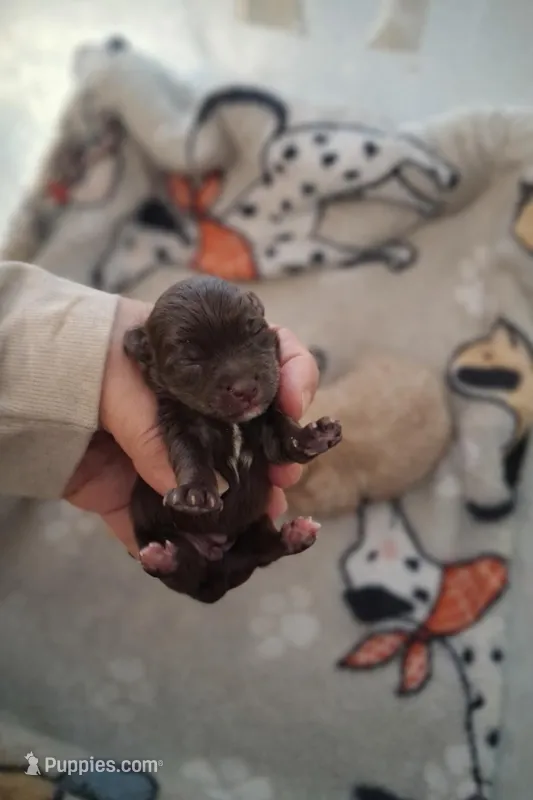 Hershey  – Yorkipoo puppy for sale in Sumter, SC