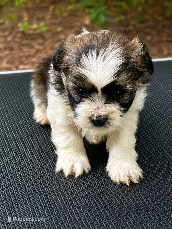 Gail – Shih Tzu, Yorkshire Terrier puppy for sale in Sumter, SC