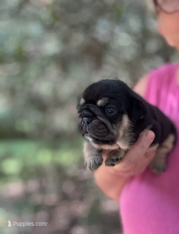 Kara  – English Bulldog puppy for sale in Sumter, SC