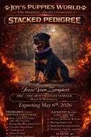 Foxxi , a  Rottweiler for sale in Sumter, SC – 1 of 1