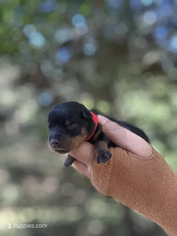 Sir Nate  – Rottweiler puppy for sale in Sumter, SC