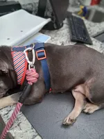 Blueberry , a female French Bulldog for sale in Sumter, SC – Photo 3 of 3