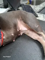 Blueberry , a female French Bulldog for sale in Sumter, SC – Photo 2 of 3