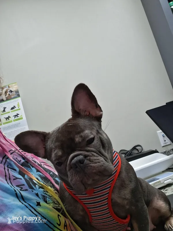 Blueberry , a female French Bulldog for sale in Sumter, SC – Photo 1 of 3
