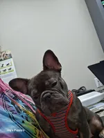 Blueberry , a female French Bulldog for sale in Sumter, SC – Photo 1 of 3