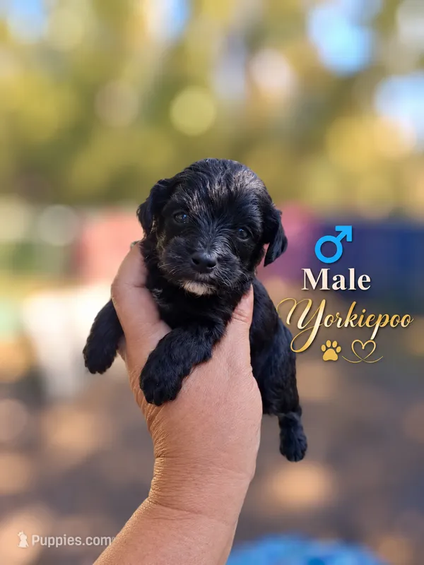Bandit  – Yorkipoo puppy for sale in Sumter, SC