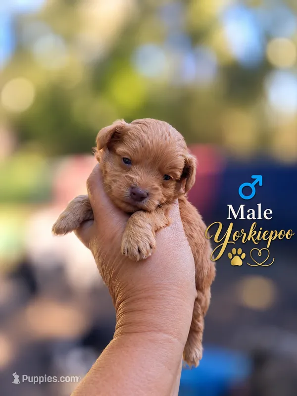 Marvin – Yorkipoo puppy for sale in Sumter, SC