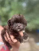 Coco bean , a male Shih Tzu for sale in Sumter, SC – 2 of 4