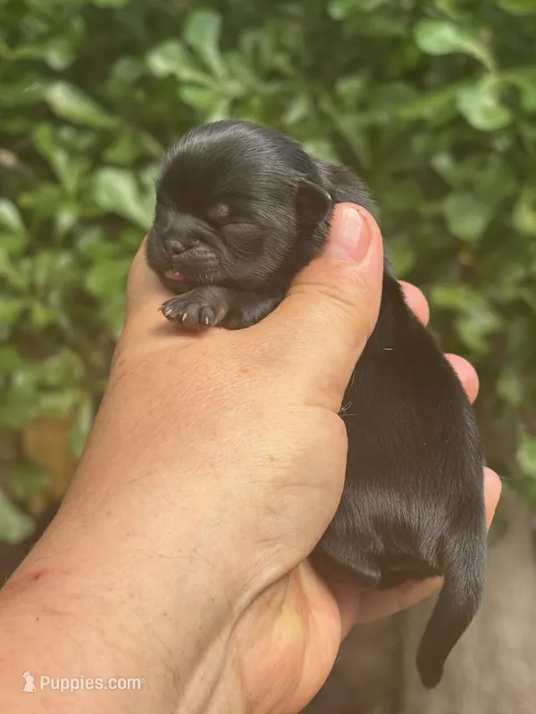 Sally  – Shih Tzu puppy for sale in Sumter, SC