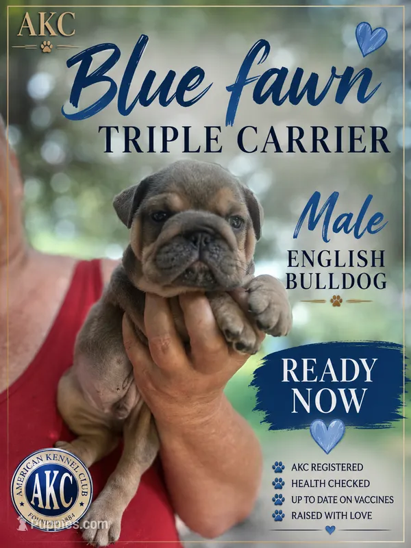 Jerk chicken  – English Bulldog puppy for sale in Sumter, SC