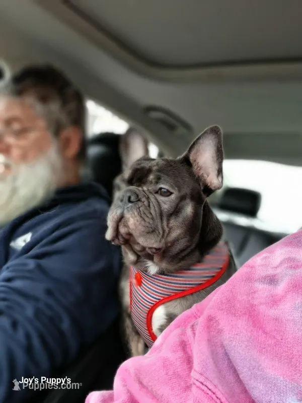 Floodle  – French Bulldog, Poodle - Miniature  puppy for sale in Sumter, SC