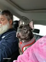 Floodle , a  French Bulldog and Poodle - Miniature  for sale in Sumter, SC – 1 of 2
