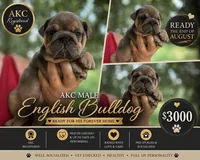 Jerk chicken , a male English Bulldog for sale in Sumter, SC – 2 of 2