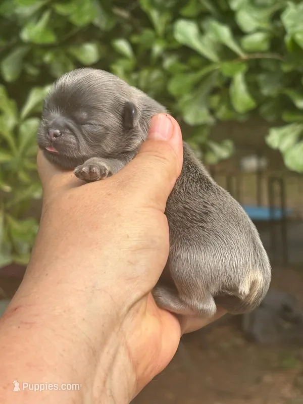 AKC Bluely  – Shih Tzu puppy for sale in Sumter, SC