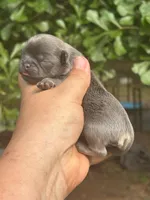 AKC Bluely , a male Shih Tzu for sale in Sumter, SC – 1 of 1