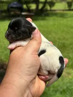 Maxie , a female Shih Tzu and Yorkshire Terrier for sale in Sumter, SC – 1 of 1