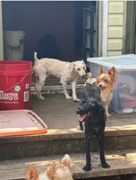 Comet & Raven , a female Poodle - Miniature  for sale in Sumter, SC – 2 of 2