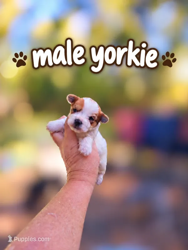 Murphy  – Yorkshire Terrier puppy for sale in Sumter, SC