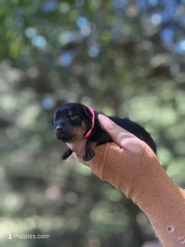 Sasha  – Rottweiler puppy for sale in Sumter, SC
