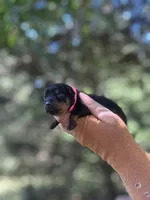 Sasha , a female Rottweiler for sale in Sumter, SC – 1 of 1