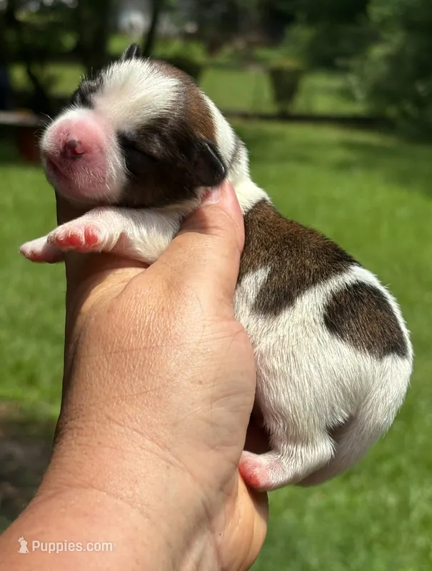 Turner  – Shih Tzu, Yorkshire Terrier puppy for sale in Sumter, SC