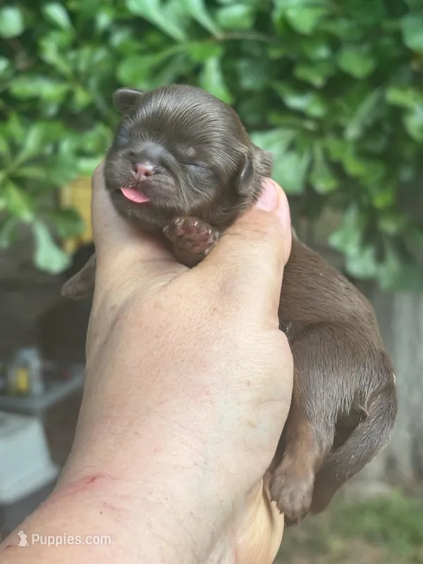 Silvia  – Shih Tzu puppy for sale in Sumter, SC
