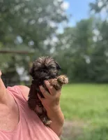 Lane , a male Shih Tzu for sale in Sumter, SC – 3 of 3