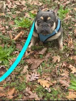 Ava, a female French Bulldog for sale in Sumter, SC – Photo 2 of 3