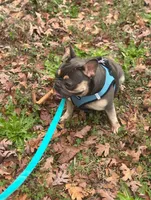 Ava, a female French Bulldog for sale in Sumter, SC – Photo 3 of 3