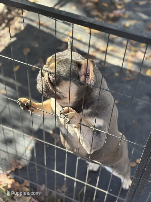 Ava – French Bulldog puppy for sale in Sumter, SC