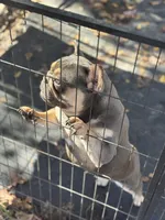 Ava, a female French Bulldog for sale in Sumter, SC – Photo 1 of 3