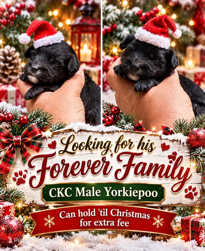 Bandit  – Yorkipoo puppy for sale in Sumter, SC