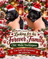 Bandit , a male Yorkipoo for sale in Sumter, SC – 1 of 1