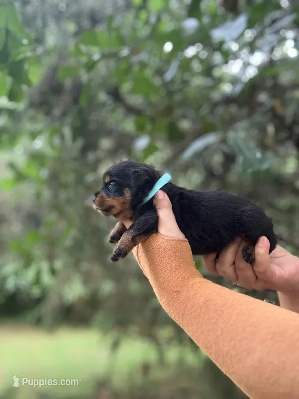 Will – Rottweiler puppy for sale in Sumter, SC