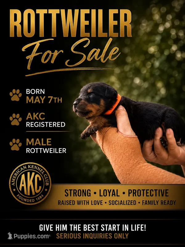 George  – Rottweiler puppy for sale in Sumter, SC