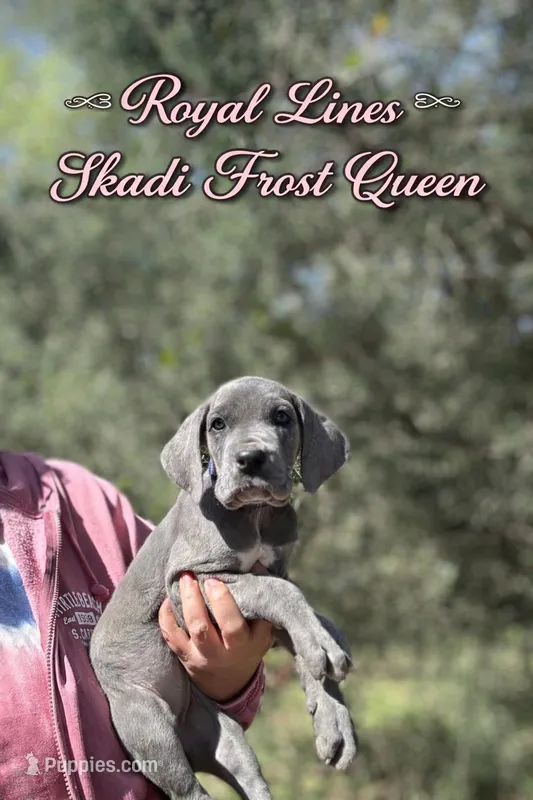 Frost Queen – Great Dane puppy for sale in Sumter, SC