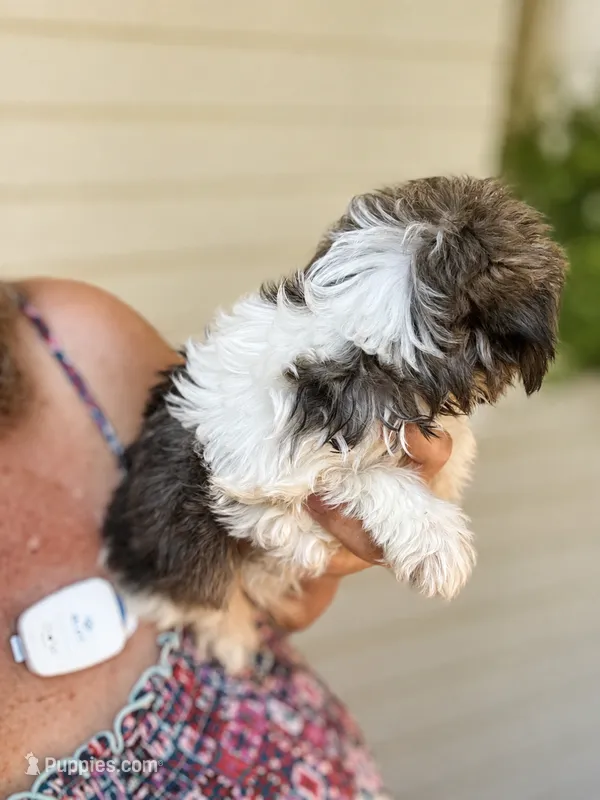 Gail – Shih Tzu, Yorkshire Terrier puppy for sale in Sumter, SC