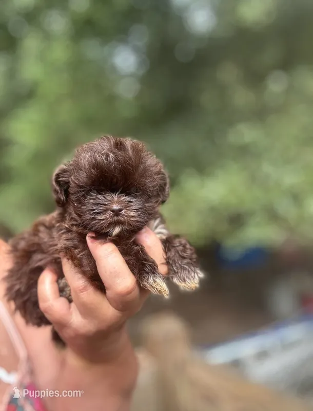 Coco bean  – Shih Tzu puppy for sale in Sumter, SC