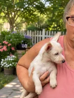 Ghost Rider , a male Yorkshire Terrier for sale in Sumter, SC – 2 of 2