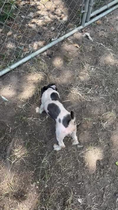 Bella , a female Poodle - Toy  for sale in Sumter, SC – 2 of 2
