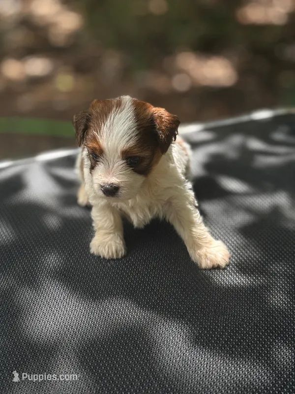 Victor ckc  – Yorkshire Terrier puppy for sale in Sumter, SC
