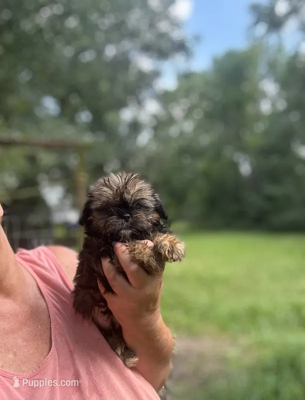 Lane  – Shih Tzu puppy for sale in Sumter, SC