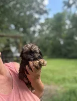 Lane , a male Shih Tzu for sale in Sumter, SC – 1 of 3