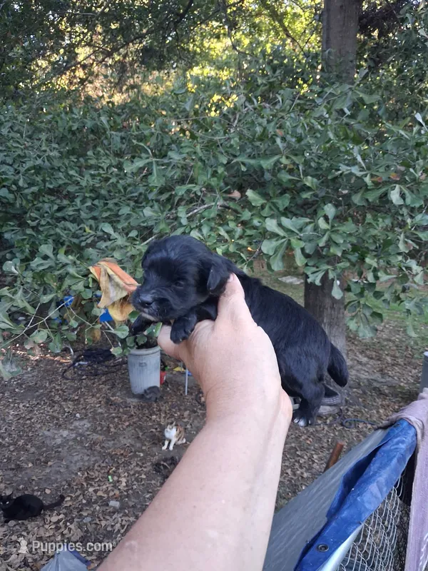 Bandit  – Yorkipoo puppy for sale in Sumter, SC