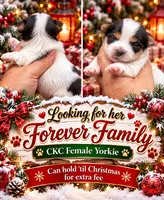 Myrtle , a female Yorkshire Terrier for sale in Sumter, SC – 1 of 1