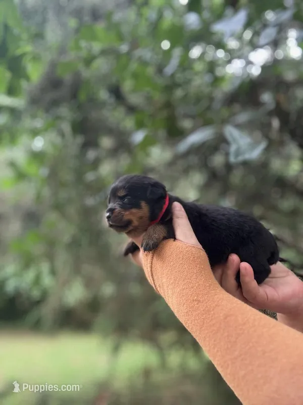 Leroy  – Rottweiler puppy for sale in Sumter, SC