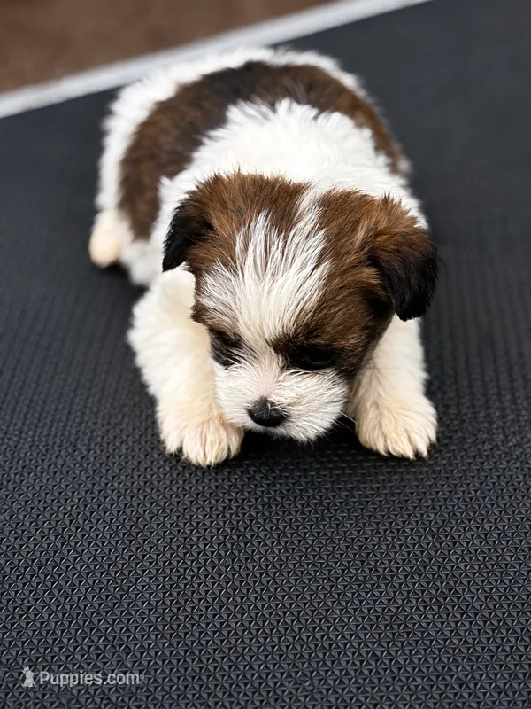 Trula  – Shih Tzu, Yorkshire Terrier puppy for sale in Sumter, SC
