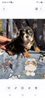 Greta , a female English Bulldog for sale in Sumter, SC – 2 of 3